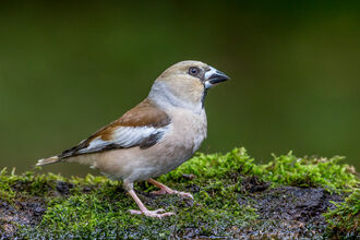 Hawfinch