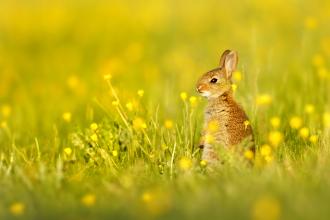 Rabbit
