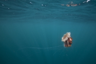 Lion's mane jellyfish