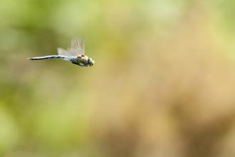 Emperor dragonfly
