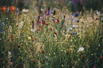 wildflowers - chalk