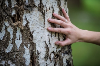 Tree ID