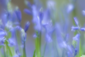 Bluebells