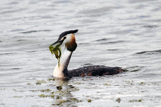 Wetland birds