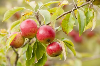 Apple tree pruning