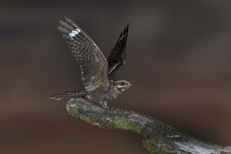 Nightjar
