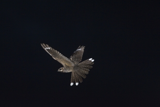 Nightjar in flight