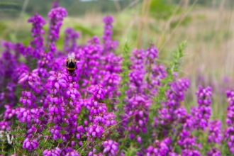 Pink Bell Heather