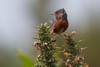 Dartford Warbler
