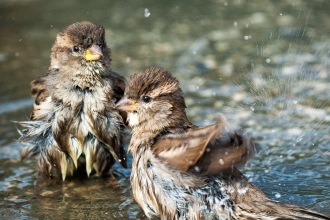 Bathing birds