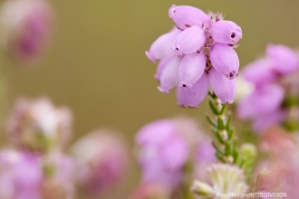 Cross-leaved-heather