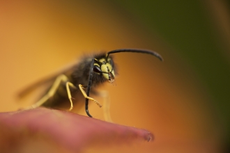 Common wasp