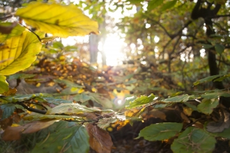 Autumn leaves