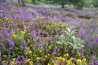 Heathland