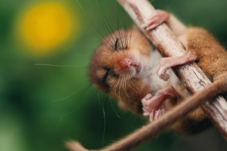 Dormouse