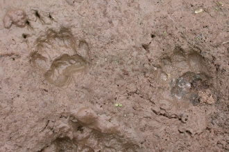 Badger tracks