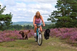 Dog walking on heathland