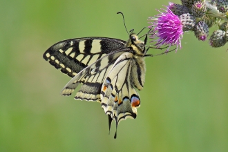butterflies
