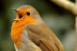 dawn Chorus cropped