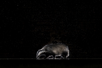 Badger in rain