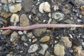 earthworms