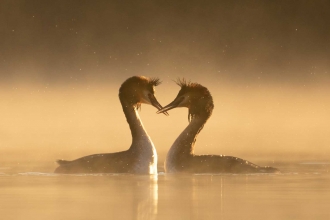 Great crested grebe courtship