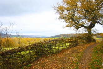 Chinthurst Hill