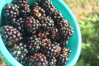 Blackberry picking