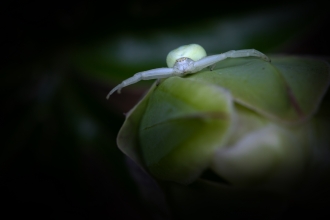 crab spider