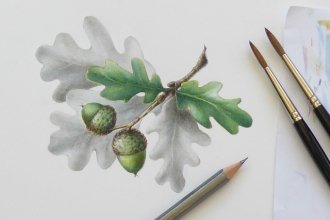 botanical drawing