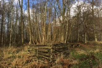 coppicing