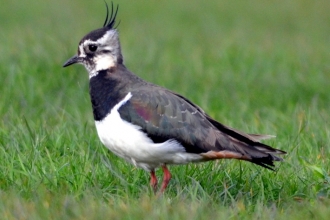 lapwing