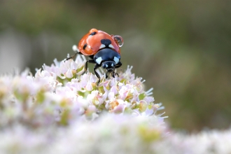 Dew covered ladybird