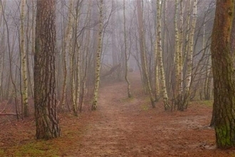 woodland landscape photography