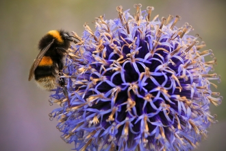 Buff tailed bumblebee