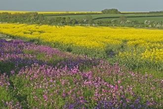 Red campion field margin 