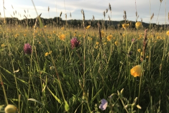 Wildflower meadow