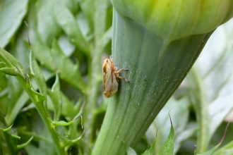 Common froghopper