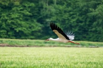 White Stork