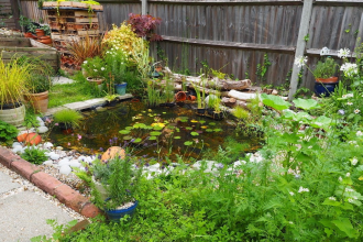 Wildlife pond