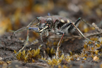 Heath tiger beetle