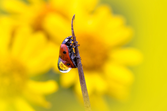 Ladybird covered in dew