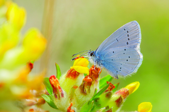Small blue butterfly