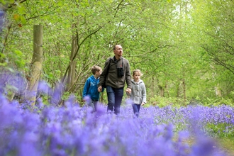 Family in the bluebells