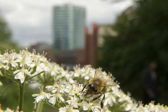 Urban bee