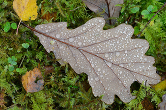 winter leaf