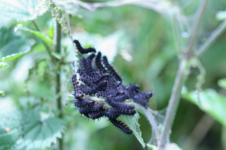 Peacock Butterfly caterpillars