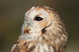 Tawny owl