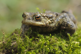 Common toad