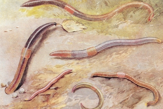 British Earthworms by Hilderic Friend